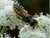 Ectemnius fossorius